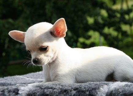 Consejos para Evitar la Agresividad en Chihuahuas