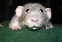 Ciudad de EE.UU. prohíbe las trampas con pegamento para roedores