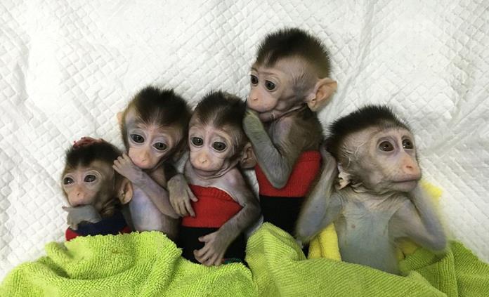 China clona 5 monos alterados genéticamente para analizar trastorno del sueño