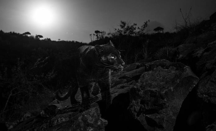 Por primera vez en un siglo fotografían a raro leopardo negro en Kenia