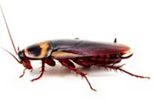 Proliferaci&oacute;n de cucarachas en &eacute;poca de calor