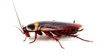 Plaga de cucarachas en hospital del IMSS de Tepeji del R&iacute;o, Hidalgo
