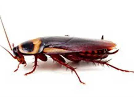 Plaga de cucarachas en hospital del IMSS de Tepeji del R&iacute;o, Hidalgo