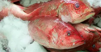 Lim&oacute;n no cocina pescado ni camar&oacute;n, solo altera prote&iacute;nas