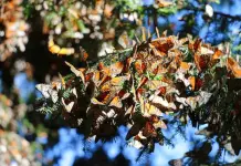 Definen plan para conservaci&oacute;n de mariposa monarca