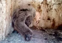 Nace c&oacute;ndor de California en el Zool&oacute;gico de Chapultepec