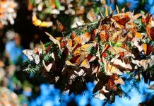 Asombro y estupor ante las mariposas monarca