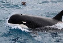 Descubren nueva subespecie de orca en mar al sur de Chile