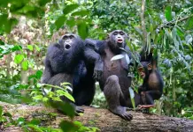 Estudio revelador sobre chimpanc&eacute;s y aprendizaje continuo