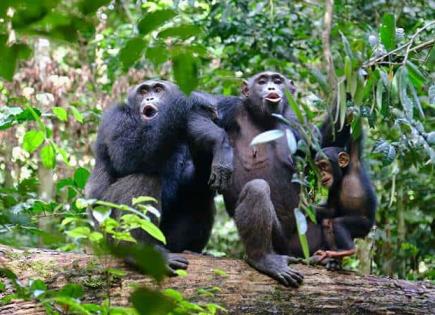 Estudio sobre Chimpancés Salvajes y Plantas Medicinales