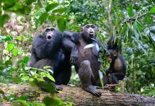 El ser humano altera gravemente el comportamiento de los chimpancés salvajes