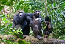 El ser humano altera gravemente el comportamiento de los chimpanc&eacute;s salvajes