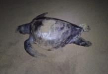 Hallan muertas a 16 tortugas en costas de Guerrero