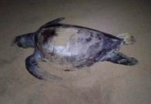 Aumenta a 30 el número de tortugas muertas en playas de Guerrero