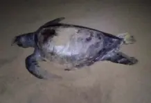 Aumenta a 30 el número de tortugas muertas en playas de Guerrero Aumenta a 30 el número de tortugas muertas en playas de Guerrero