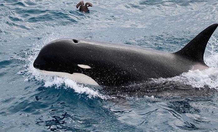 SeaWorld publica datos de sus orcas para ayudar a la especie