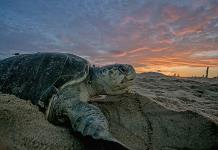 Localizan más de 30 tortugas muertas en playas de Guerrero