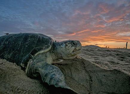 Llegada masiva de tortugas a costas yucatecas: