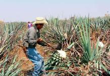 El tequila mexicano se protege contra los efectos del cambio climático