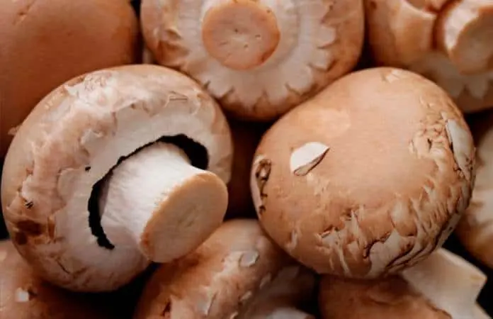 Temporada de hongos comestibles en México: un festín culinario en 2025