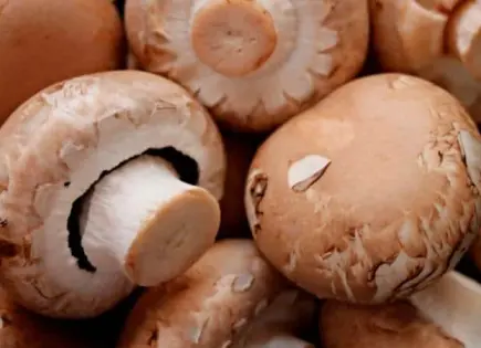 Temporada de hongos comestibles en México: un festín culinario en 2025