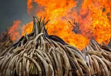 La Tierra está enferma, pero hay esperanzas La Tierra está enferma, pero hay esperanzas