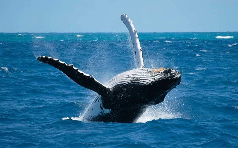 Ecosistema marino y ballenas