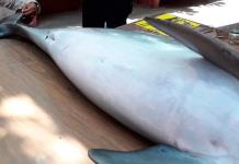 Atienden varamiento de delfín muerto en playa de Coatzacoalcos