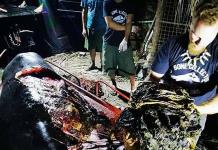 Encuentran 40 kilos de plástico dentro de una ballena muerta en Filipinas