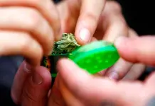 Fumar marihuana a diario aumenta riesgo de psicosis, revela estudio Fumar marihuana a diario aumenta riesgo de psicosis, revela estudio