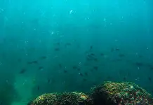 Los océanos han absorbido más del 90% del calor excesivo; cambios serán irreversibles Los océanos han absorbido más del 90% del calor excesivo; cambios serán irreversibles