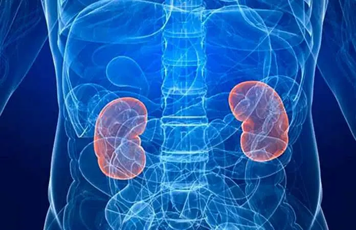 Se celebra el día mundial del cáncer de riñón: Prevención y Concienciación