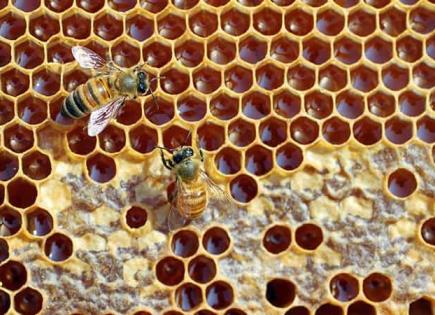 Los secretos de la miel para una piel radiante