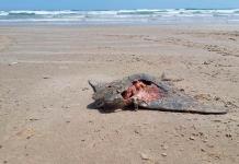Hallan 17 mantarrayas muertas en playa de Tamaulipas