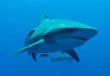 Tibur&oacute;n ataca a turista estadounidense en playa de Guerrero