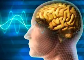 Desarrollan en la URV un modelo probabilístico para identificar neuronas equivalentes en diferentes cerebros