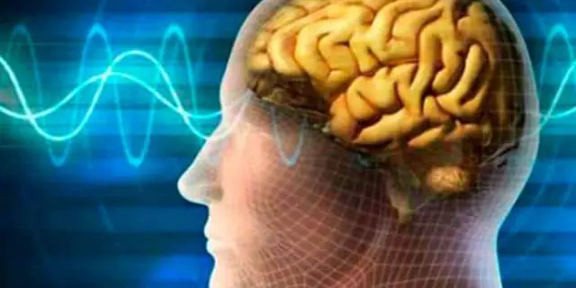Desarrollan en la URV un modelo probabilístico para identificar neuronas equivalentes en diferentes cerebros