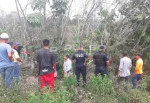 Muere un hombre al caerle un &aacute;rbol encima