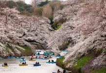 Las calles de Tokio se llenan para celebrar la floración de los cerezos