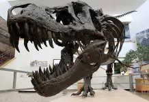 Fósiles revelan extinción de dinosaurios por asteroide Fósiles revelan extinción de dinosaurios por asteroide