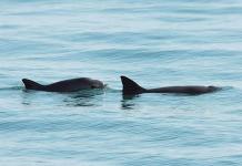Pescadores se quejan de represión por veda de protección a la vaquita marina