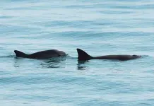 Pescadores se quejan de represión por veda de protección a la vaquita marina Pescadores se quejan de represión por veda de protección a la vaquita marina
