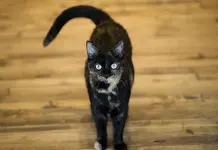Gatos de casa saben reconocer sus nombres, dice estudio