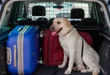 Las mascotas también deben adecuarse a viajes de Semana Santa