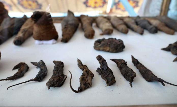 Hallan decenas de ratones momificados en antigua tumba egipcia