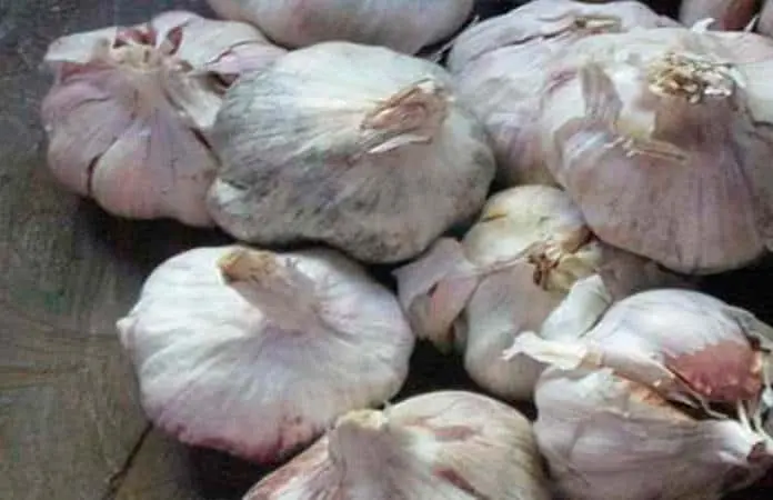Cómo cultivar ajos en maceta y repeler insectos