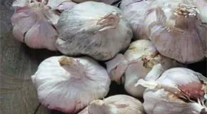 C&oacute;mo cultivar ajos en maceta y repeler insectos