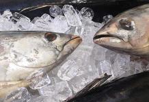 M&eacute;xico cumple con captura sustentable de at&uacute;n aleta azul