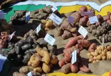 Indígenas bolivianos luchan por el patrimonio de las papas