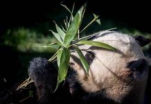 El zoo de Copenhague acoge su primera pareja de pandas cedidos por China El zoo de Copenhague acoge su primera pareja de pandas cedidos por China